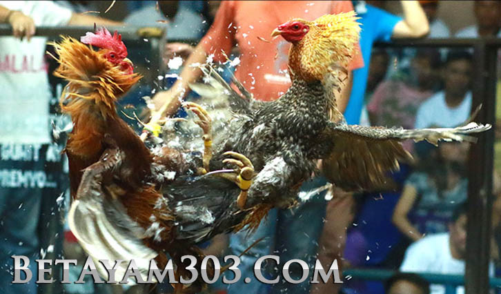 Sabung Ayam Online Sv388 Dengan Minimal Bet 10.000 Rupiah - Berita Sabung Ayam | Daftar S128 | Sv388