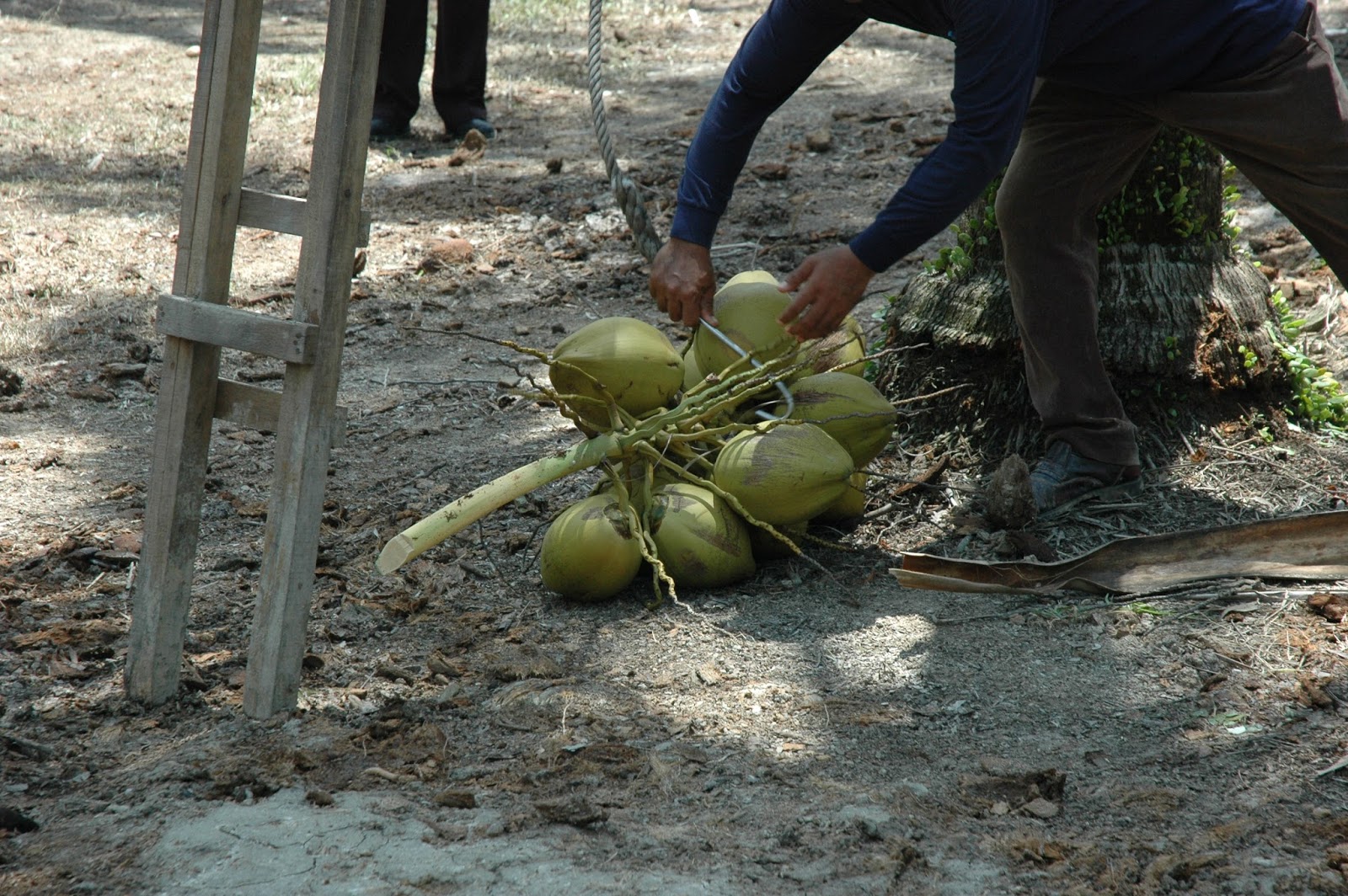 The Basics of Starting a New Coconut Plantation