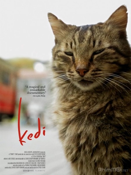 Thế Giới Loài Mèo - Kedi (2017)