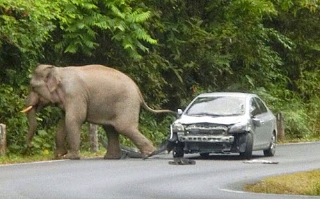 فيل غاضب يحطم سيارة