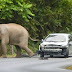 بالفيديو فيل غاضب يحطم سيارة في تايلاند