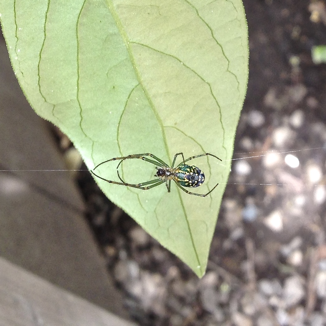 Who is this beautiful green spider?