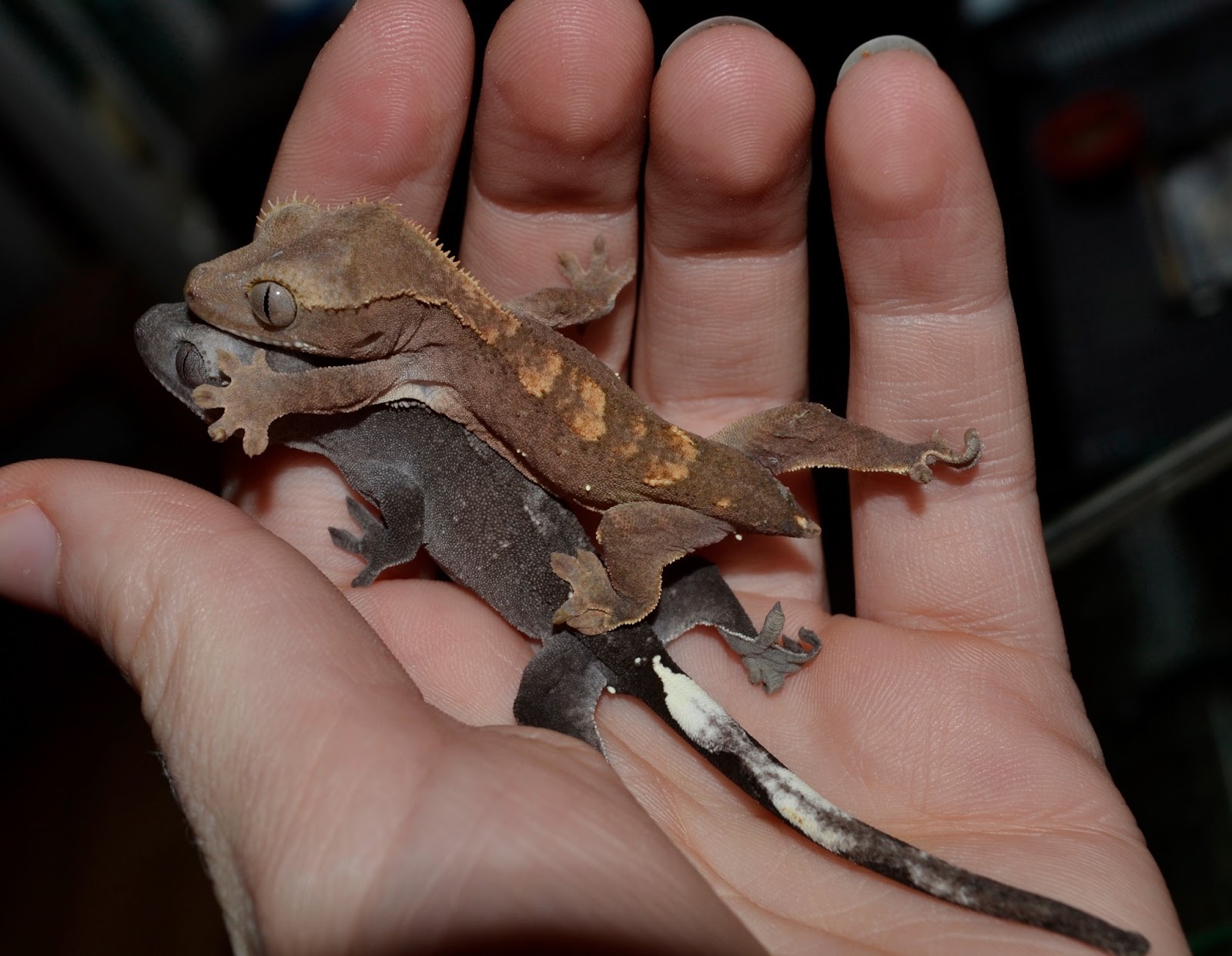 Crested Geckos Blog: January 2013