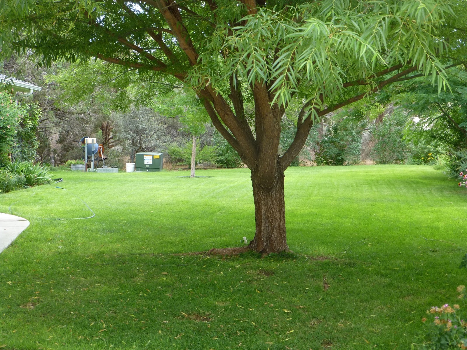 Growing Organic Watering Trees