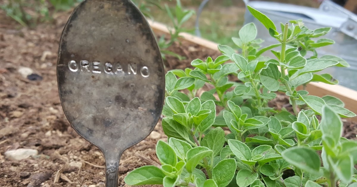 Oregano Natural Antibiotic for Chickens and Ducks Fresh Eggs Daily®