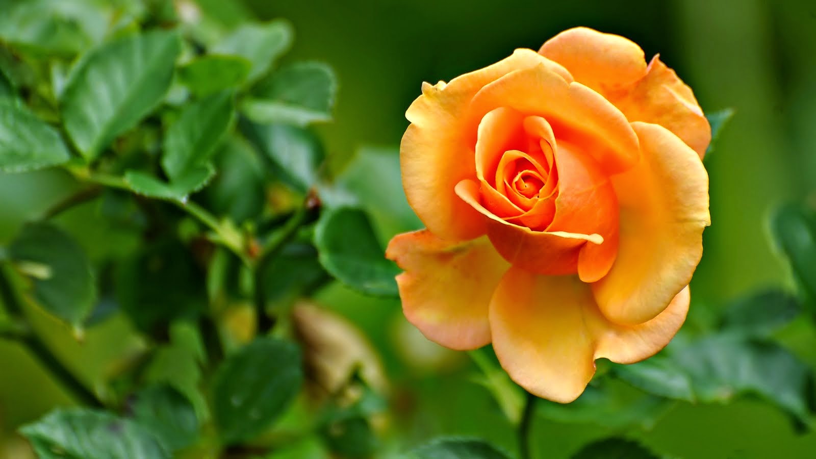 beautiful yellow rose flower blossom brings the beauty of the morning
