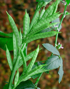 GUAR GUM PLANT