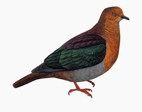 extinct doves
