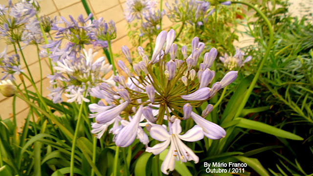 Meu Cantinho Verde: AGAPANTO - ( Agapanthus africanus )