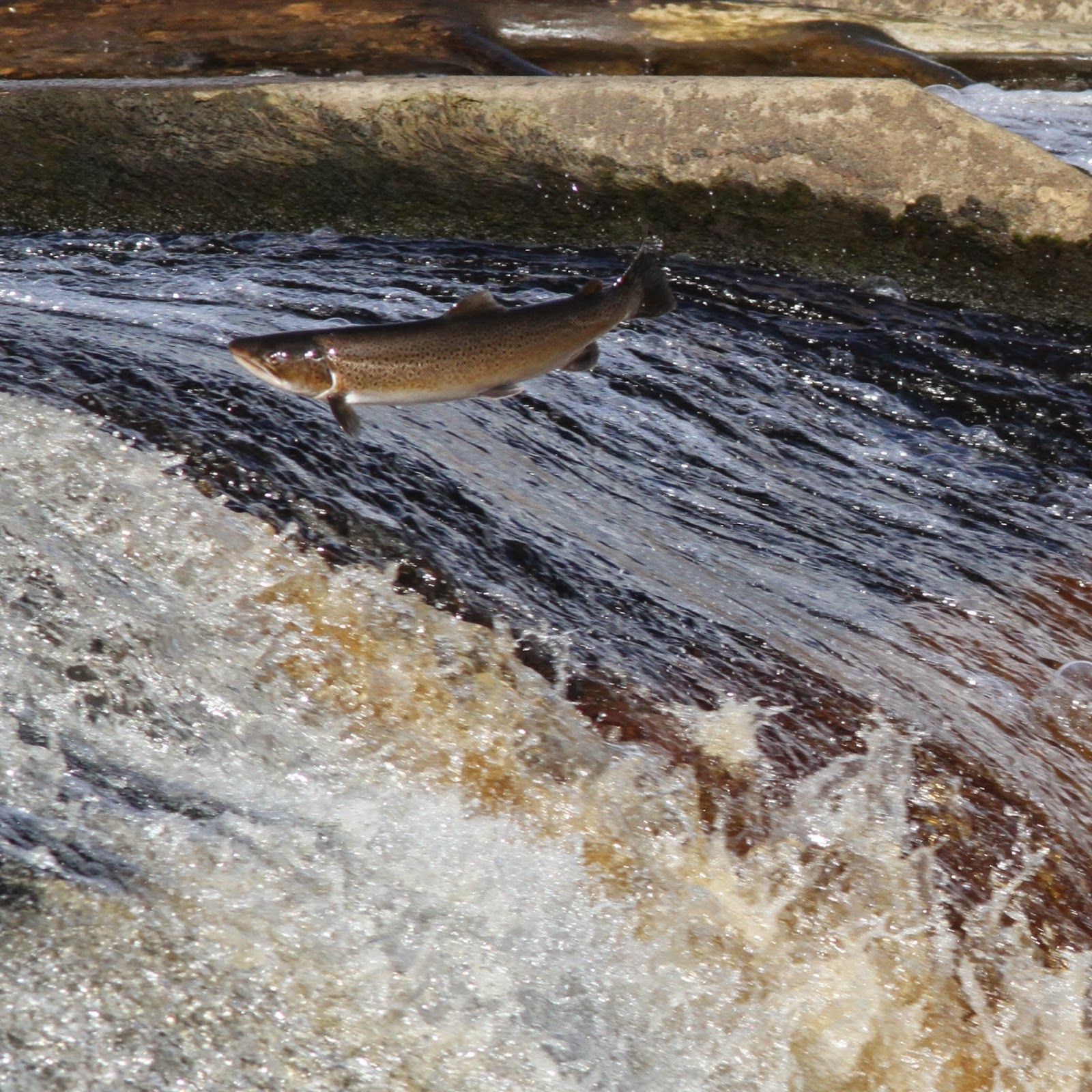 TrogTrogBlog Salmon leaping at Hexham weir