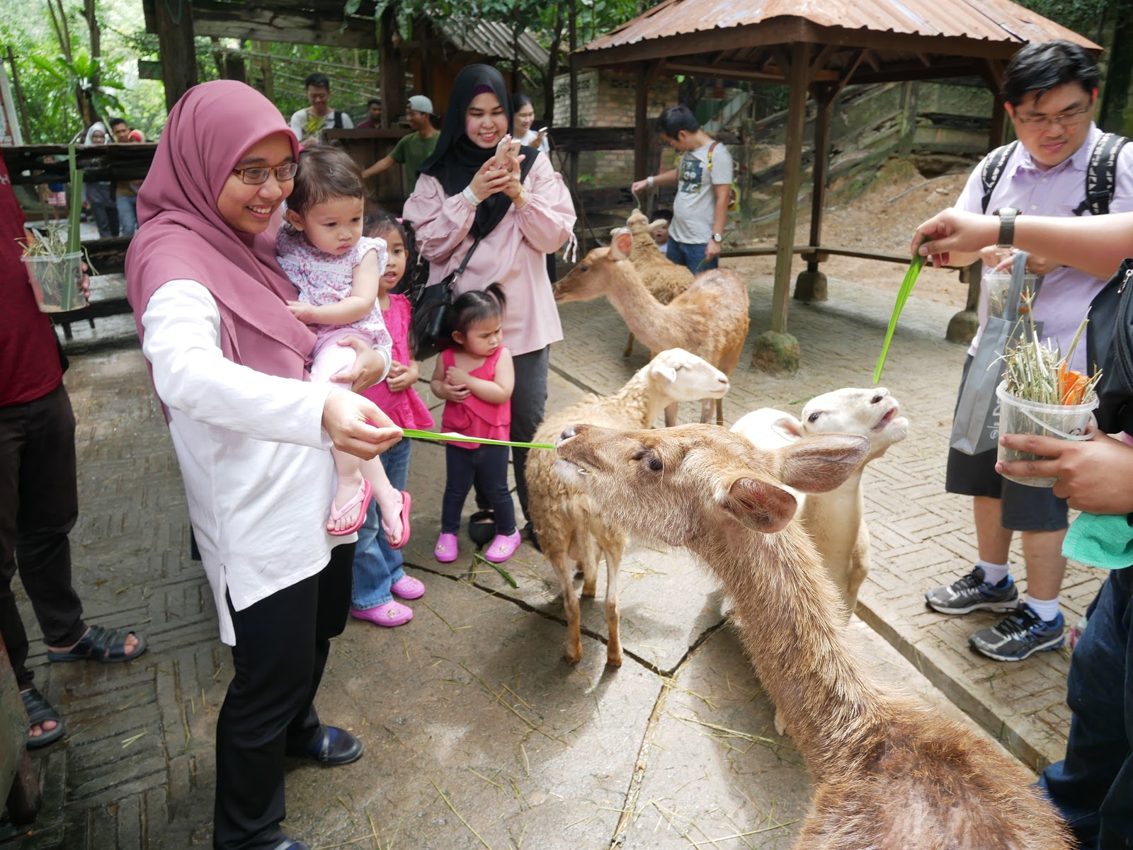 Farm In the City, Seri Kembangan IMAN ABDUL RAHIM