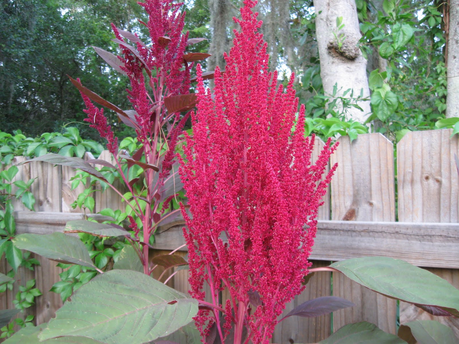Growing Food in Florida Amaranth