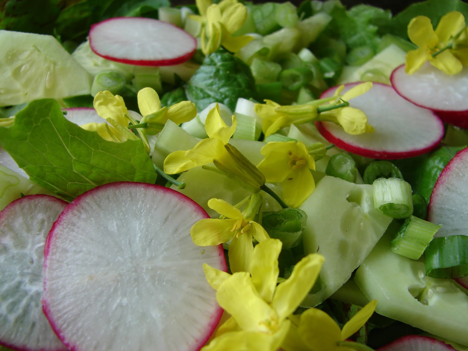 New Utah Gardener Kale Flowers Are Edible!