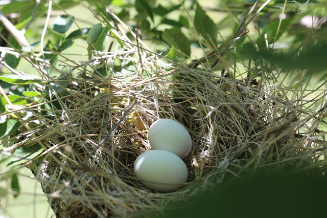 A Bird Nest With Eggs In It, Living From Glory To Glory Blog