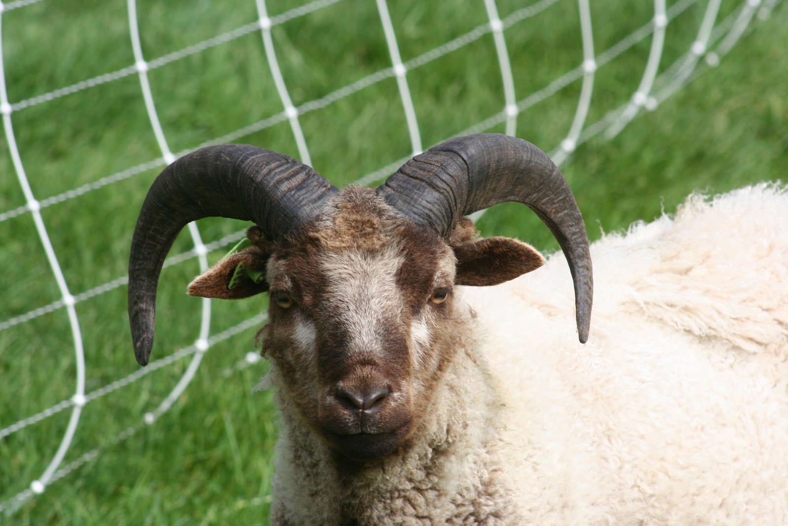 Mapleton Farm Sales List Sheep for Sale