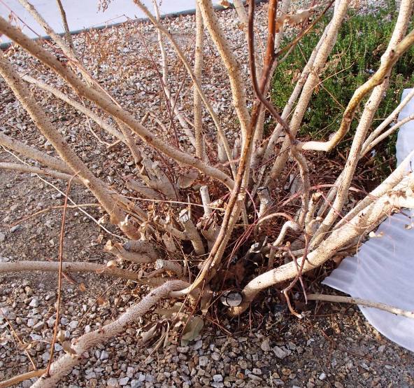 Butterflies Of Singapore Favourite Nectaring Plants 14