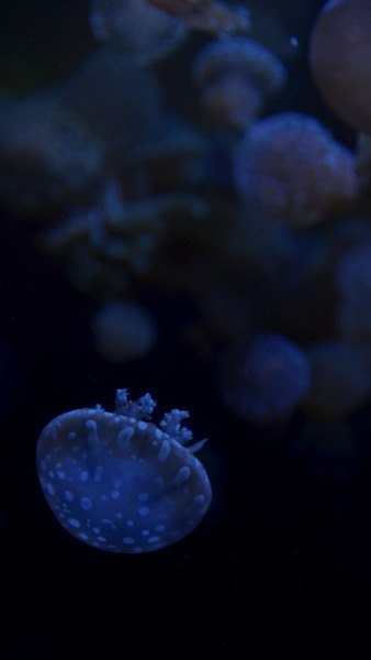 【（庄内特集）　加茂水族館（山形県鶴岡市）】