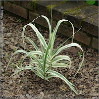 'Variegata' habit - Trzcina laskowa, lasecznica  'Variegata'  pokrój