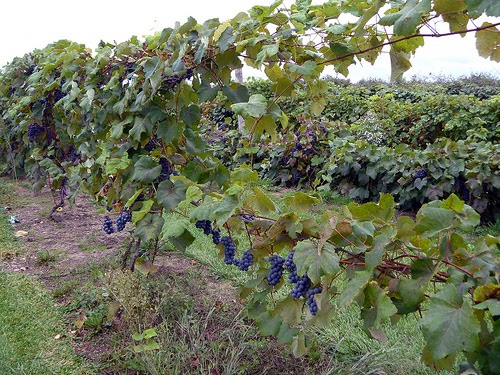 concord grapes how to grow concord grapes how to grow