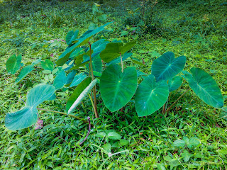 Tropical Plant Colocasia Esculenta Grow Wild In The Field At Banjar Kuwum, Ringdikit Village, North Bali, Indonesia