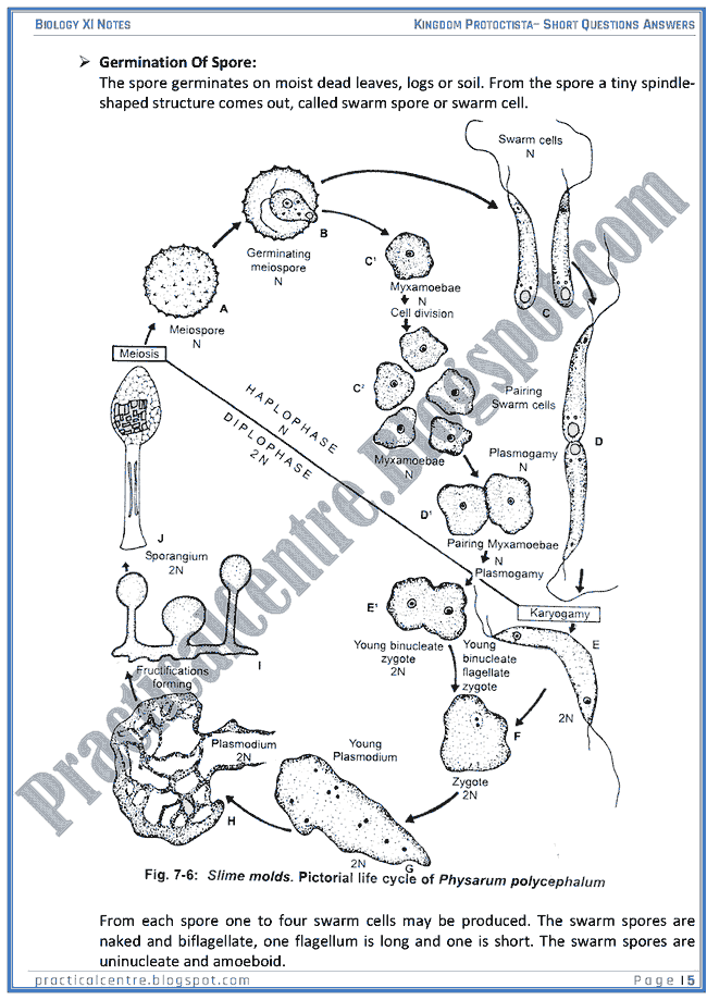 Kingdom Protista (Protoctista) - Short Questions Answers - Biology XI