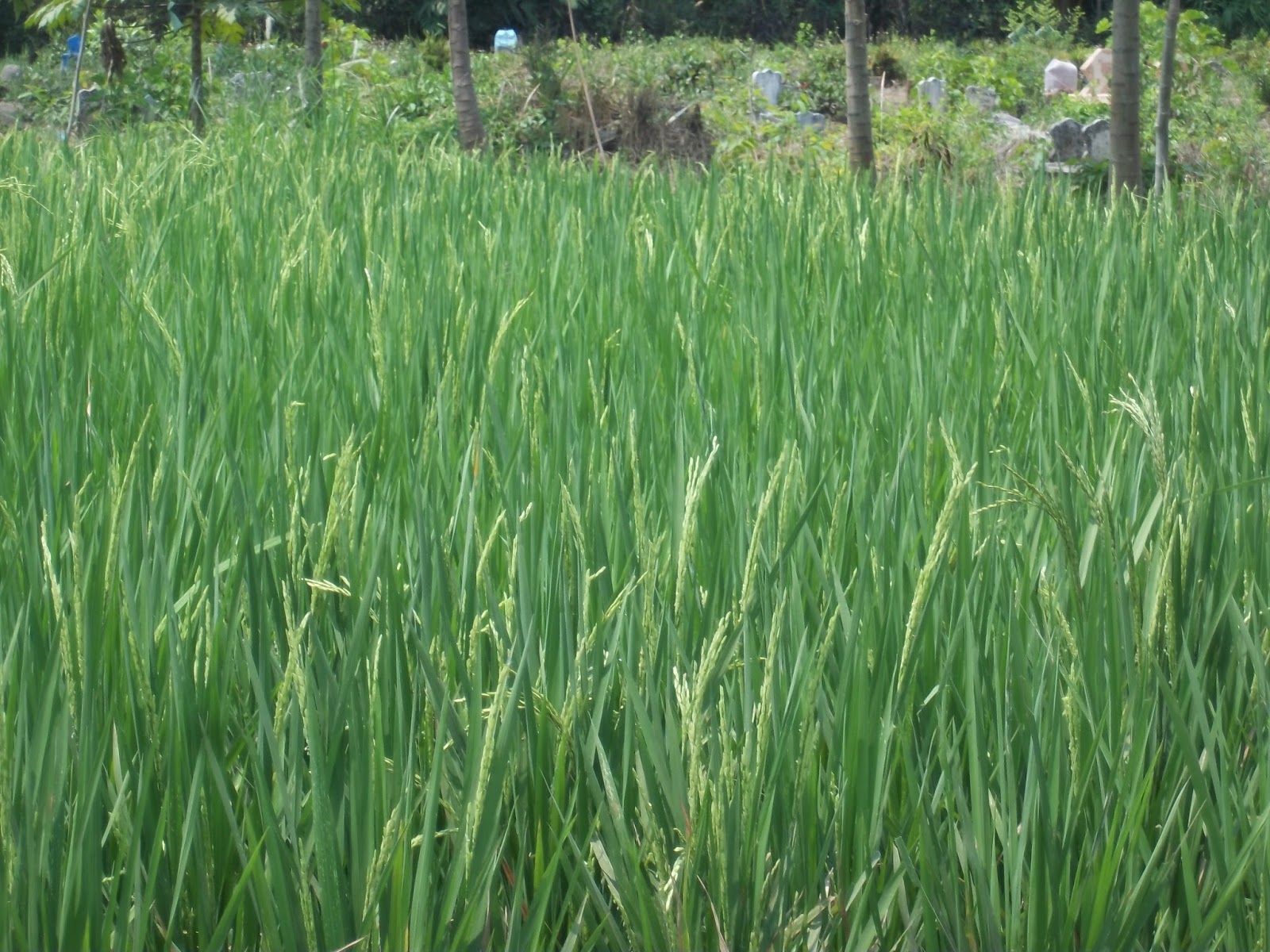 tunas muda Apa sih pertanian itu