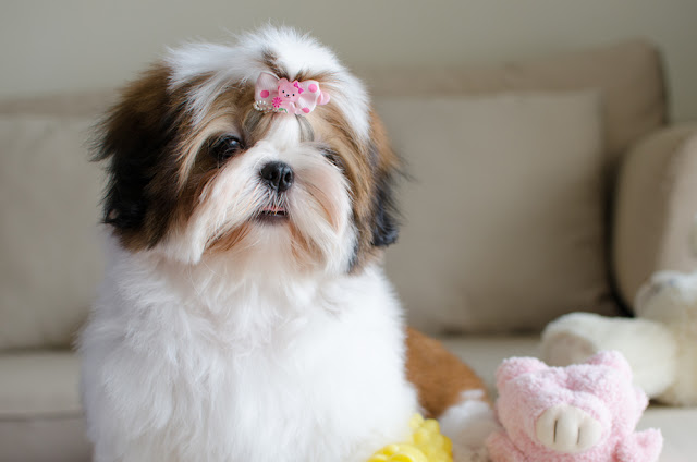 Os Shih tzu reconhecem, pela voz, se o dono está triste ou feliz, afirma pesquisa