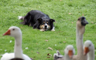 Smartest dog border collies