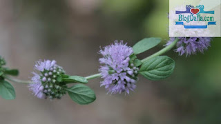 Tanaman hias indoor pennyroyal Tanaman hias indoor pennyroyal