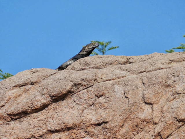 lézard lizard Tucson Arizona Chuckwalla