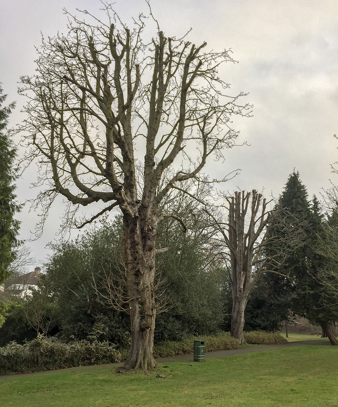 Naturally December 2016