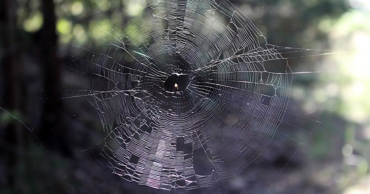 deep web spider