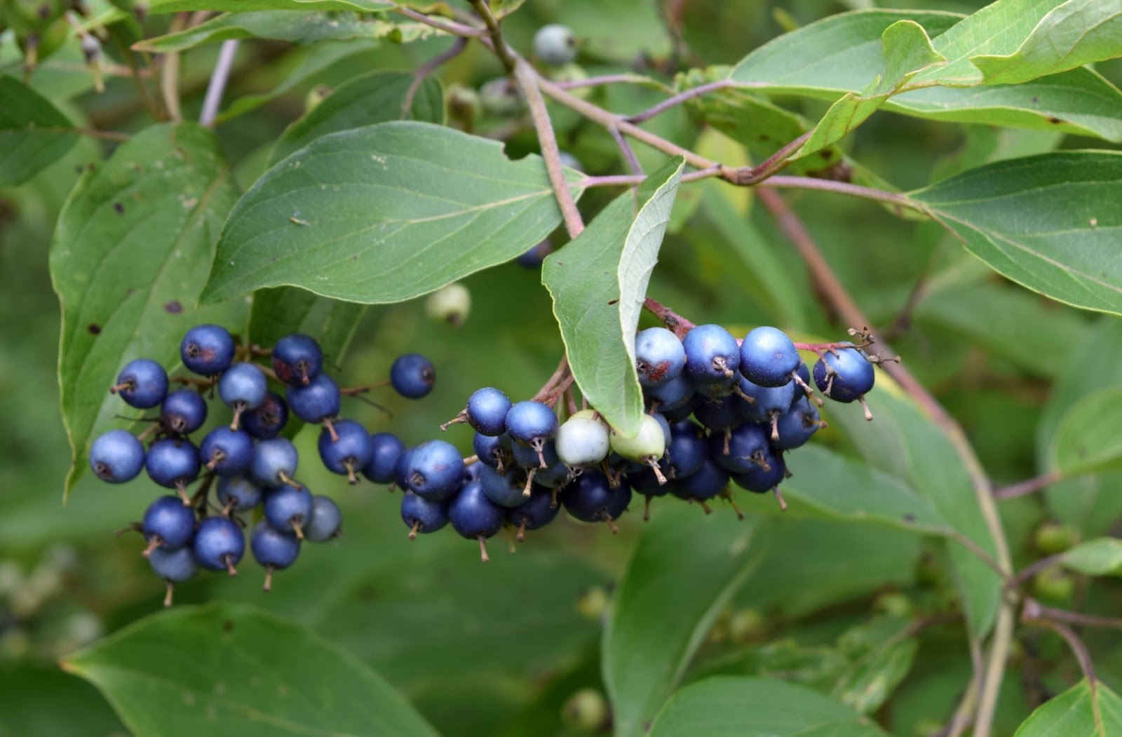 Using Native Plants Native Shrubs for Supporting Birds