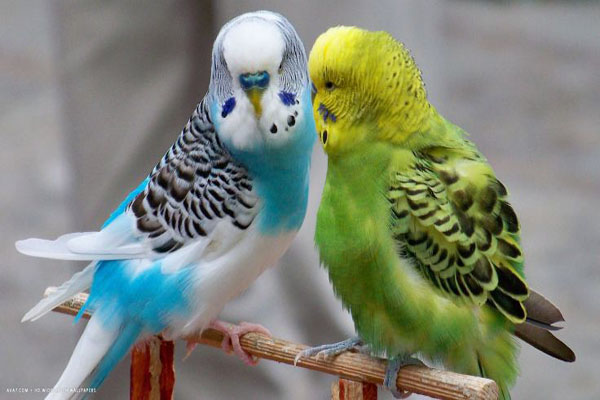 7 Burung Pemakan Biji Bijian Bimbel Brilian