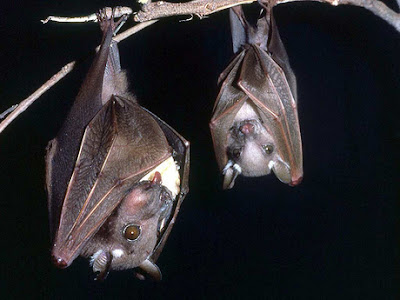 murcielago de la fruta de Wahlberg Epomophorus wahlberghi