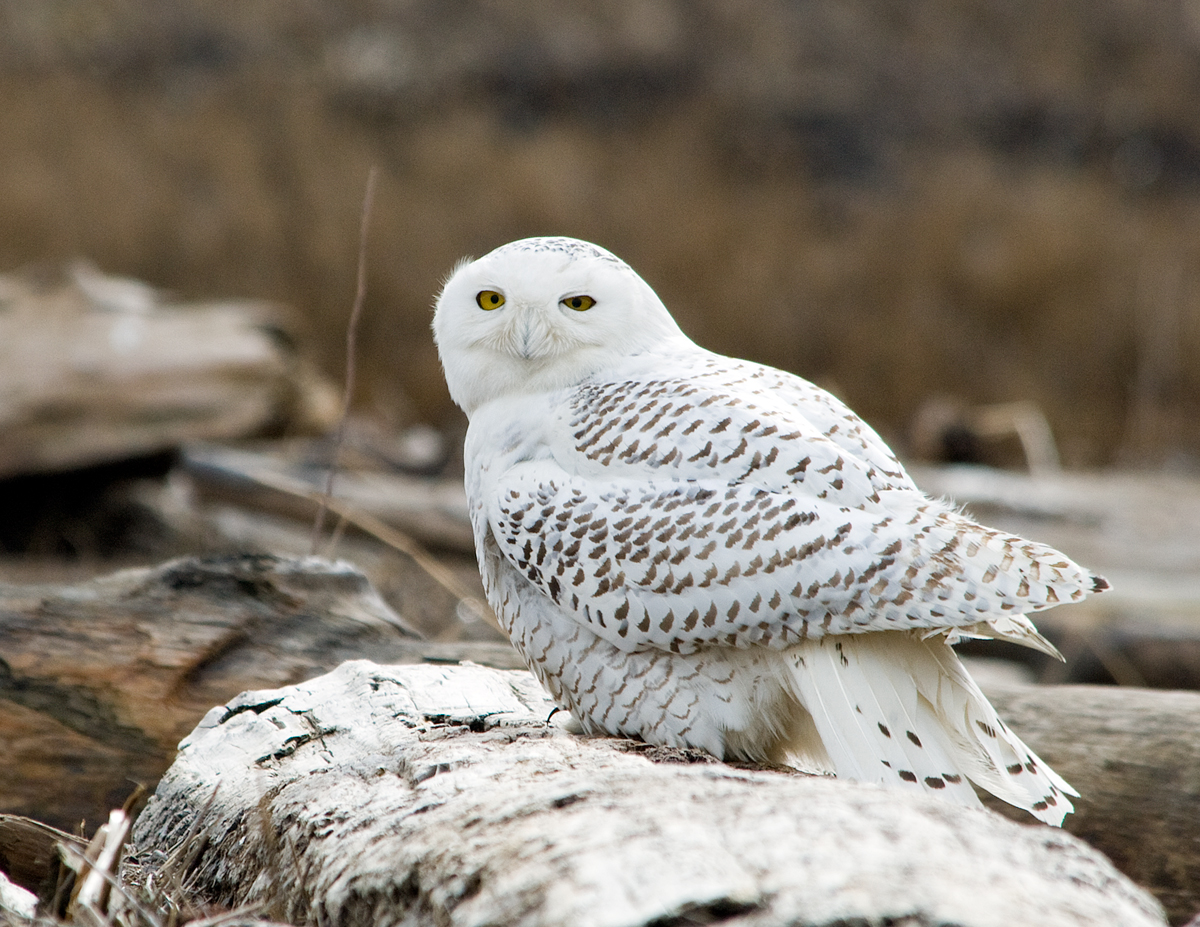 Shoreline Area News: For the Birds: A year for Snowy Owls
