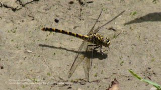 Onychogomphus forcipatus (female) DSC40002