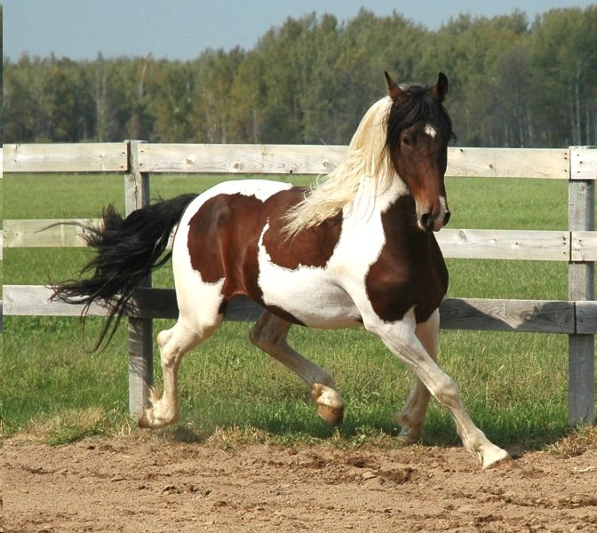 Grey And White Paint Horses For Sale Grey And White Paint Horses For Sale