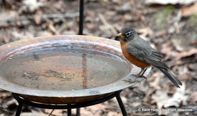 Southern Meadows~Winter is the Best Time for Backyard Birding