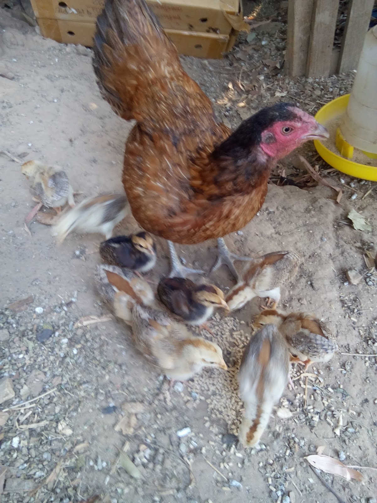 ไก่ชนนกแดงหางแดงสายตี: ไก่ชนนกแดงหางแดงสายตี (ไก่หนุ่ม) ไก่ชนนกแดงหางแดงสายตี: ไก่ชนนกแดงหางแดงสายตี (ไก่หนุ่ม)