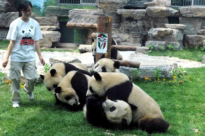 Zoo de Beijing - que visitar