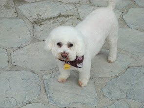 Holly sure is a fluffy girl - She and Dudley used to share doggie beds