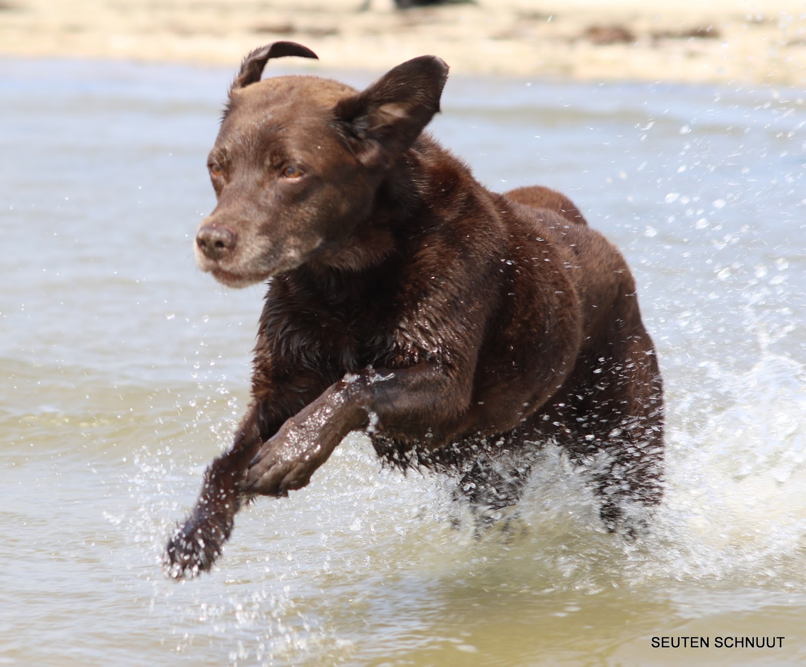 Seuten Schnuut Labradore Ausflug mit Fotoshooting