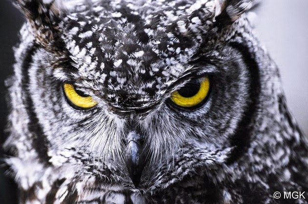 owls photos