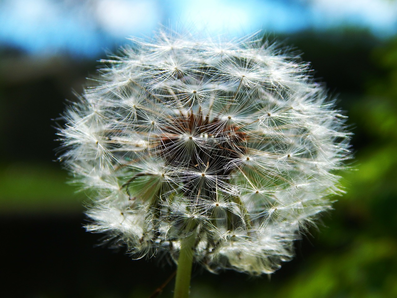 Dandelion