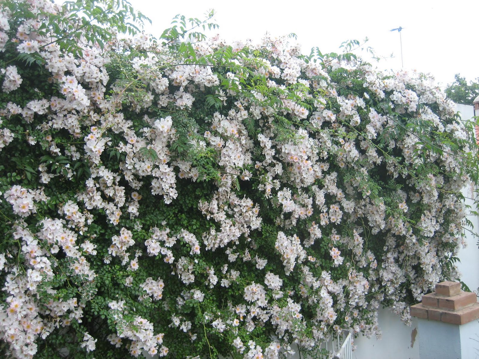 Por estos andurriales: Apuntes (104): Las rosas de mi jardín