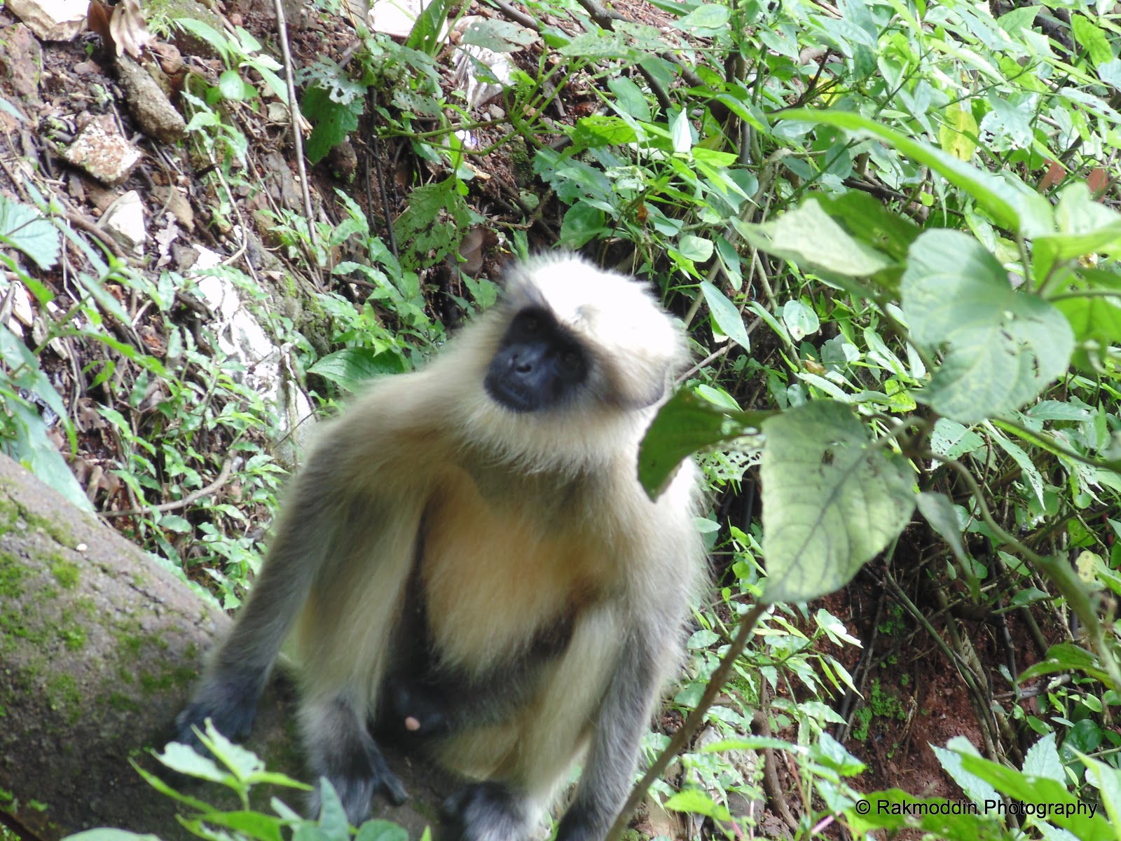 Langurs at Khandala Point in Matheran Hill Station