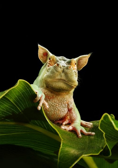 02-Hippo-and-Frog-Jan-Oliehoek-Animal-Mashup-&-Photo-Manipulations