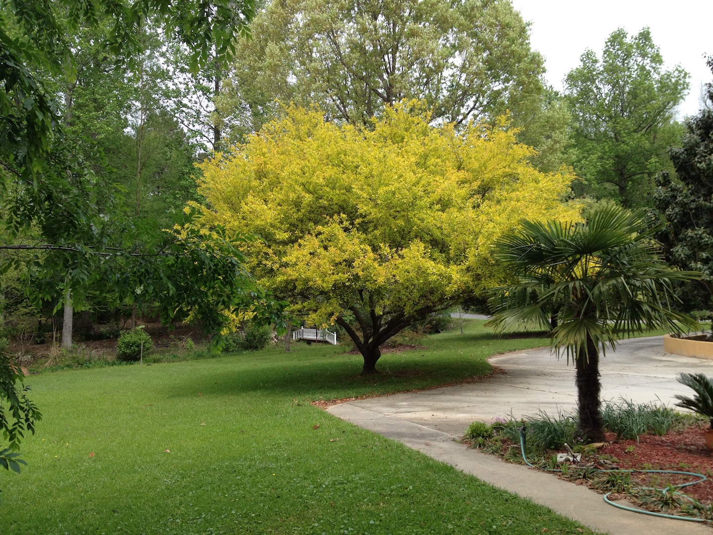 Mariette S Back To Basics Our Golden Live Oak Quercus