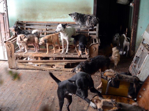 Cães foram removidos de residência devido a condições precárias (Foto: Guerreiro/Divulgação PMPA)